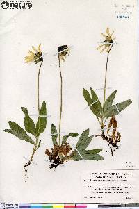 Arnica lessingii image