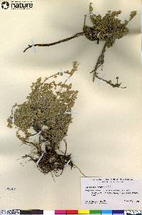 Artemisia frigida image