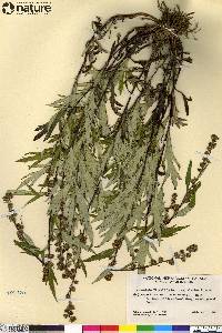 Artemisia tilesii var. elatior image