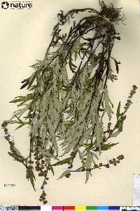 Artemisia tilesii image