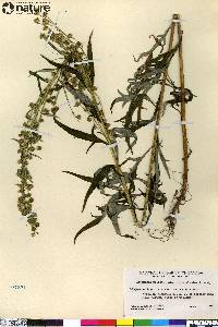 Artemisia tilesii var. elatior image