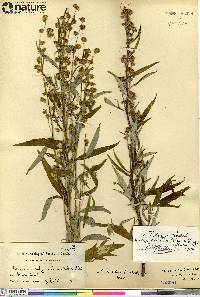 Artemisia tilesii subsp. elatior image