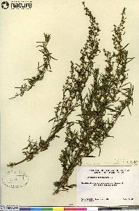 Artemisia dracunculus image