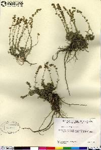 Artemisia frigida image