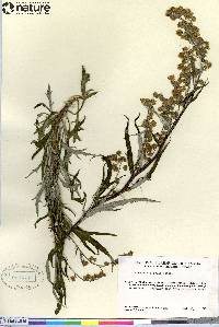 Artemisia tilesii image