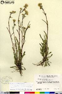 Erigeron elatus image