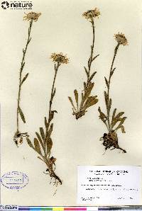 Symphyotrichum boreale image