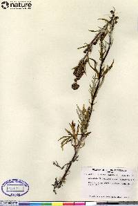 Artemisia tilesii image