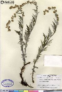 Artemisia tilesii var. elatior image