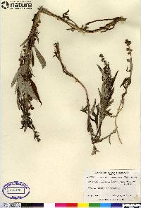 Artemisia tilesii image