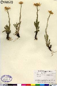 Aster alpinus subsp. vierhapperi image