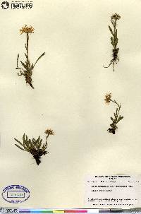 Aster alpinus subsp. vierhapperi image