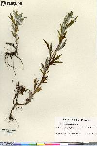 Artemisia tilesii image