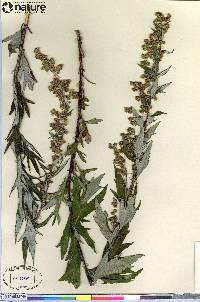 Artemisia tilesii image