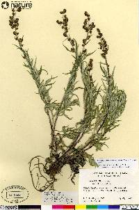 Artemisia tilesii subsp. elatior image