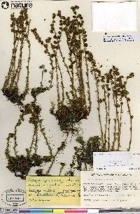 Artemisia rupestris image