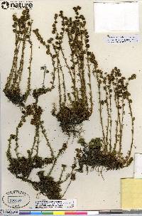 Artemisia rupestris image