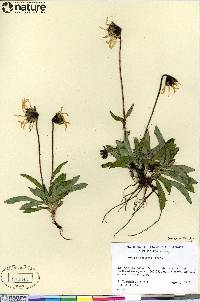 Arnica lessingii image