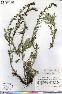 Artemisia tilesii image