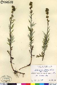 Artemisia tilesii image