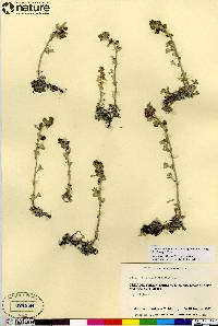 Artemisia kruhsiana subsp. alaskana image