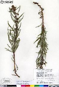 Artemisia tilesii subsp. elatior image