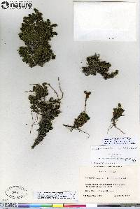 Artemisia rupestris image