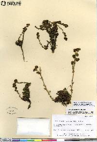 Artemisia rupestris image