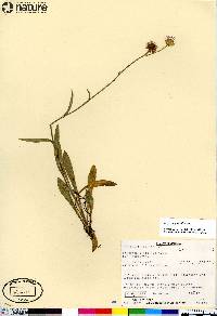 Erigeron glabellus image