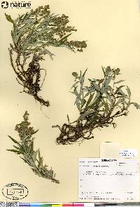 Artemisia tilesii image