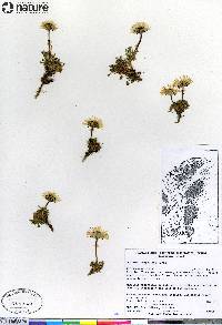 Erigeron compositus image