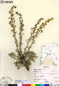 Artemisia alaskana image