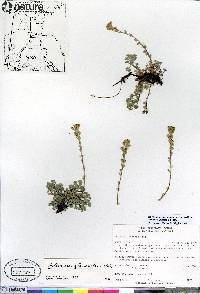 Artemisia glomerata image