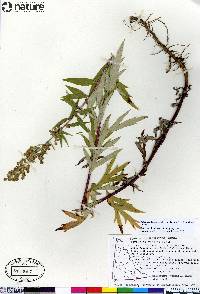 Artemisia tilesii image