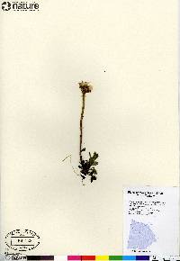 Aster alpinus subsp. vierhapperi image