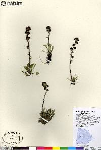 Artemisia globularia image