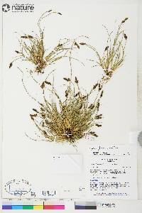 Carex glareosa image