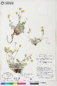 potentilla subgorodkovii image