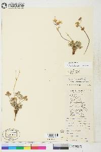 Potentilla hookeriana subsp. chamissonis image