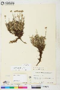 Potentilla subvahliana image