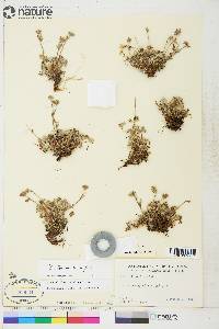 Potentilla subvahliana image