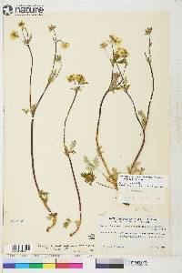 Potentilla arenosa image