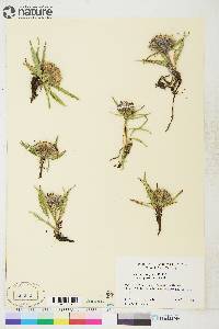 Saussurea angustifolia var. yukonensis image