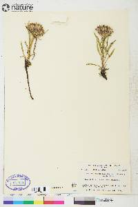 Saussurea angustifolia var. yukonensis image