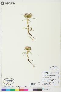 Saussurea angustifolia image