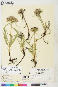 Saussurea angustifolia var. yukonensis image