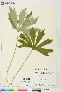 Petasites frigidus image