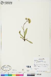 Senecio integerrimus var. exaltatus image