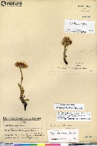 Erigeron muirii image