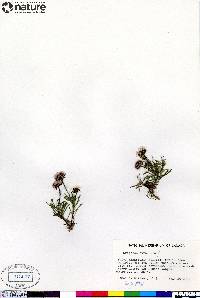 Erigeron purpuratus image